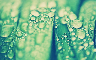 close-up photography of water droplets on green leaf HD wallpaper